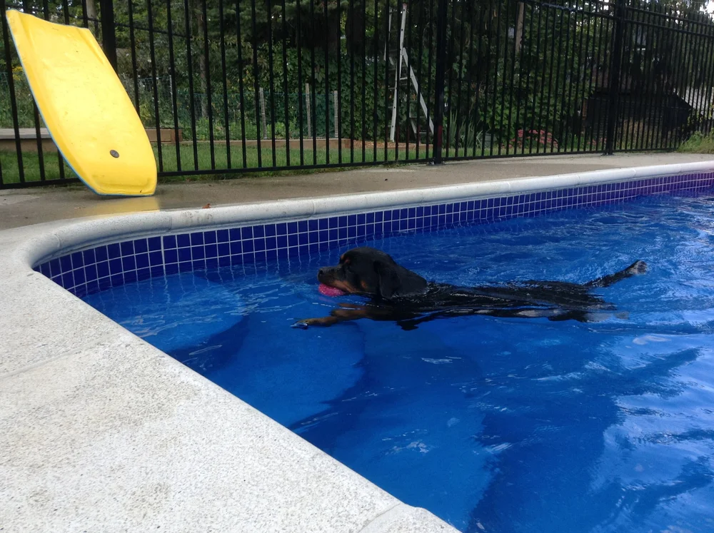 Can Dogs Swim In A Pool With A Liner