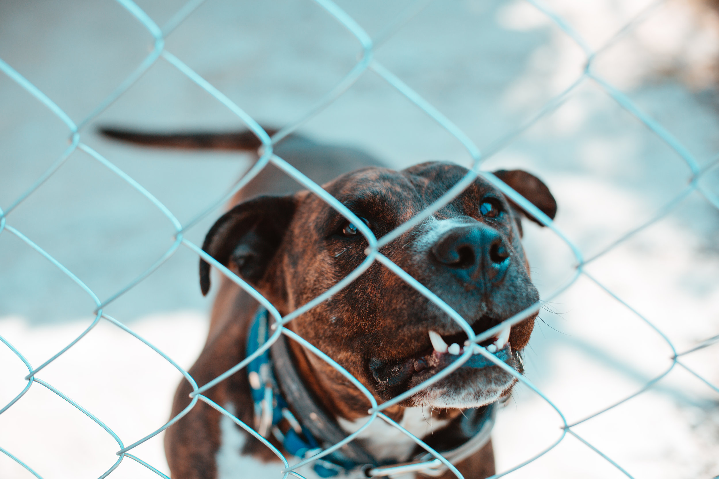 HOW TO STOP BACKYARD BARKING