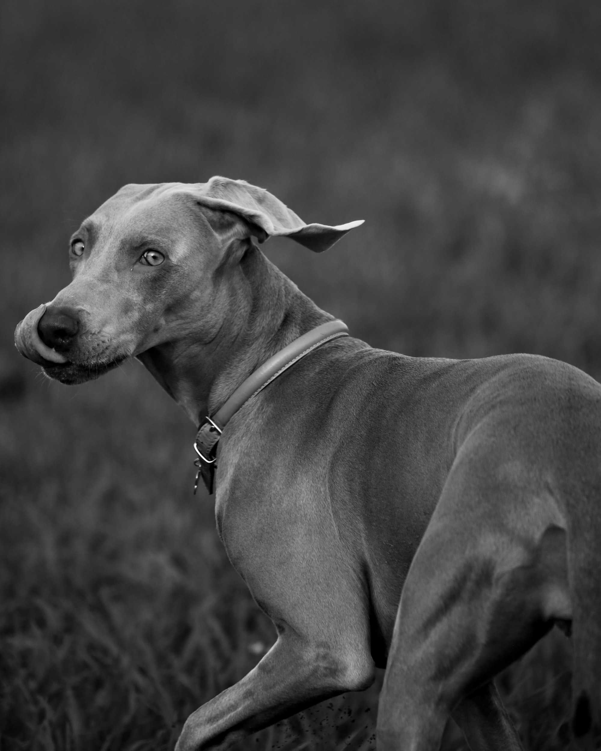 DOES YOUR DOG RUN AWAY FROM YOU?