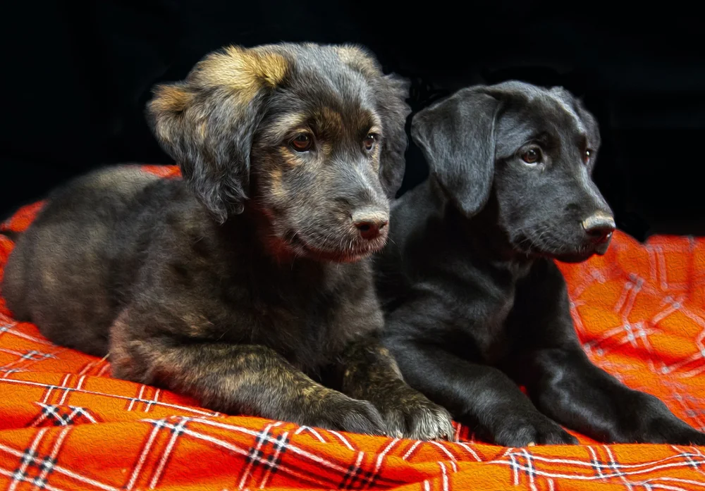 Should You Get Two Dogs From The Same Litter