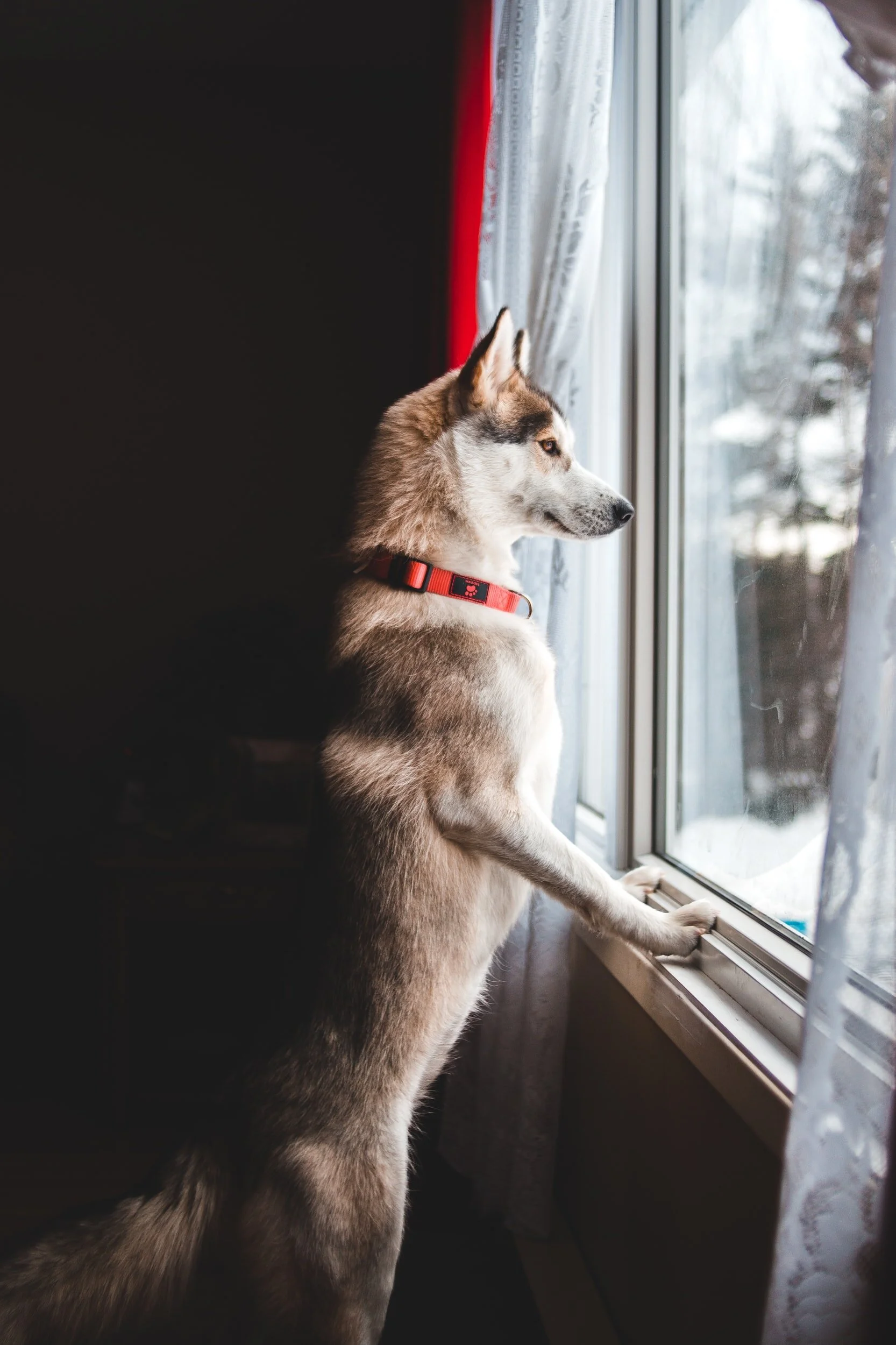 Beat Your Lockdown Stress