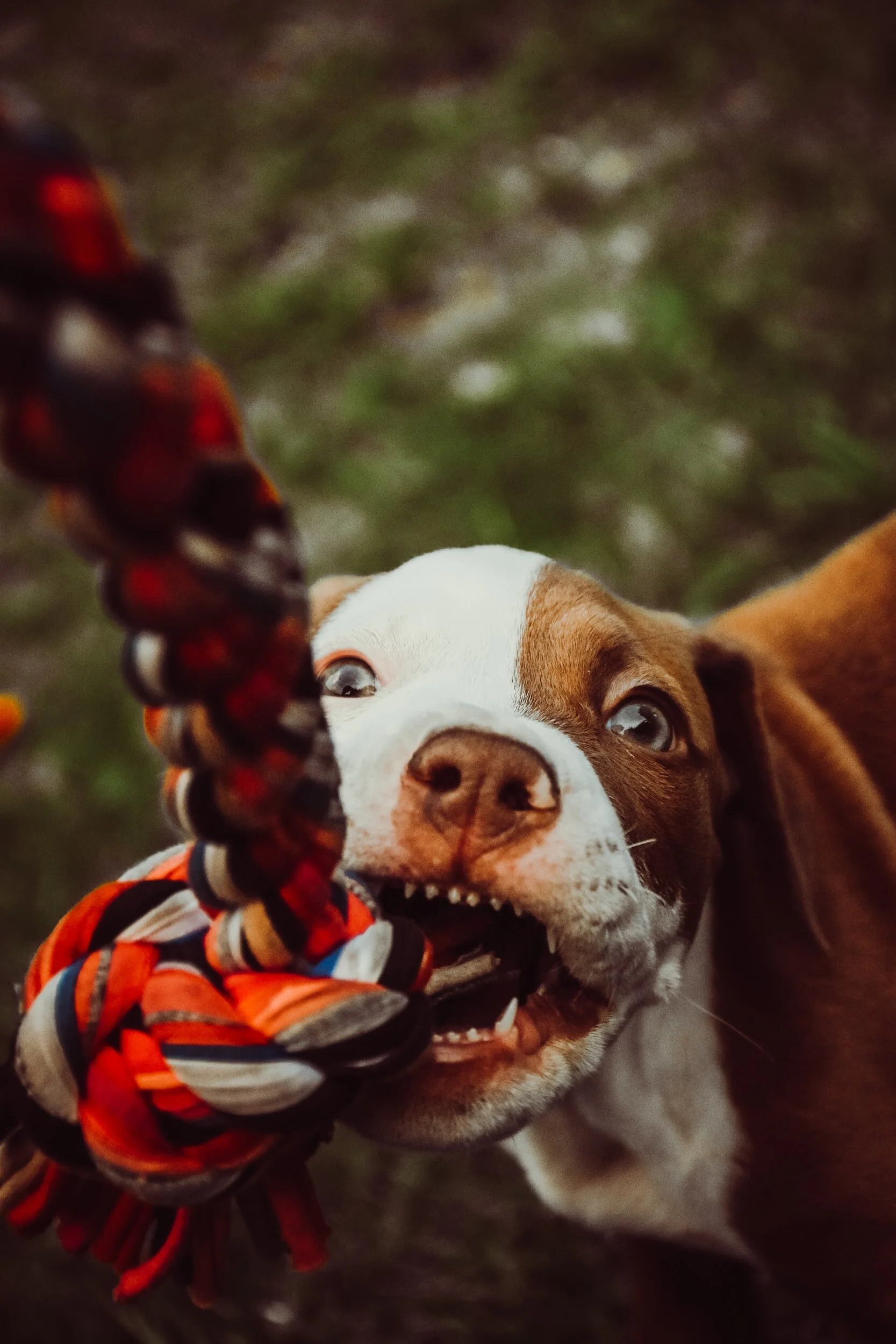 HOW TO GIVE YOUR DOG A TOY (AND KEEP YOUR FINGERS!)