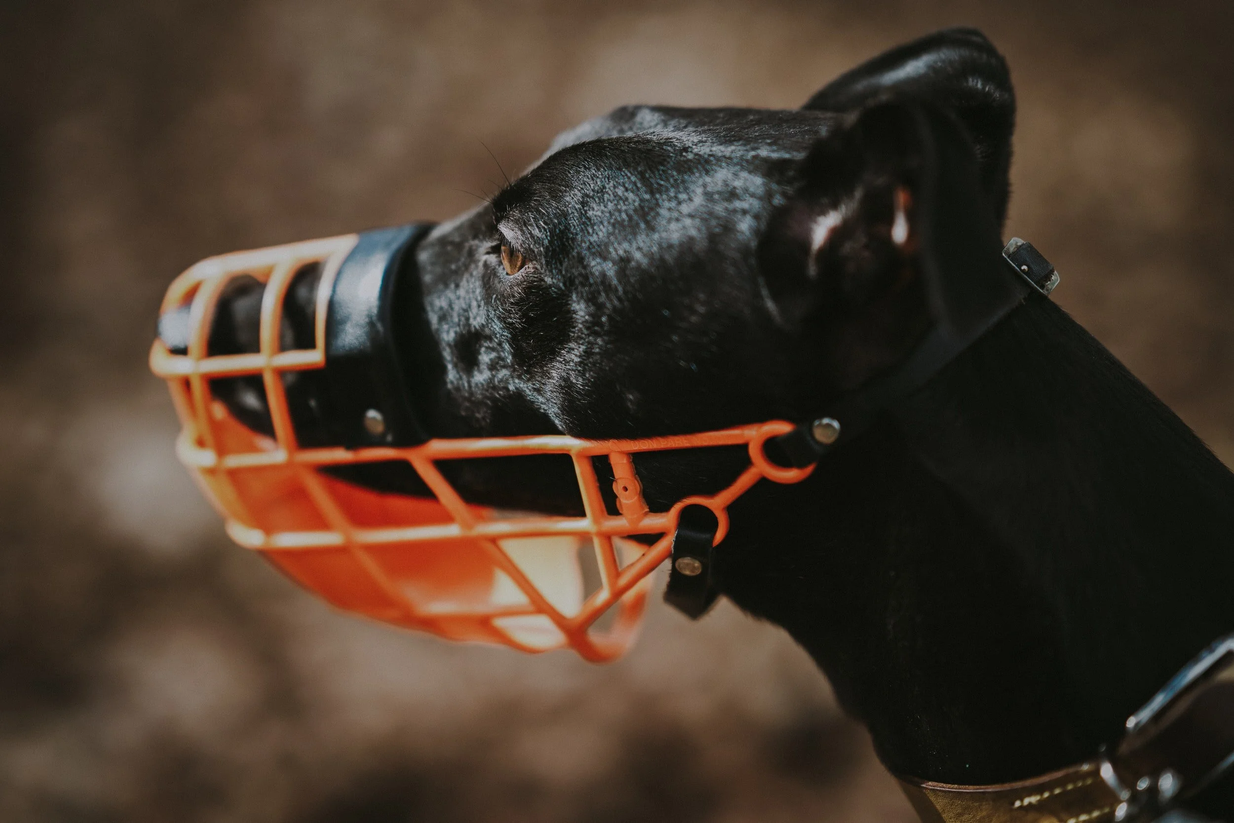 Muzzle Up