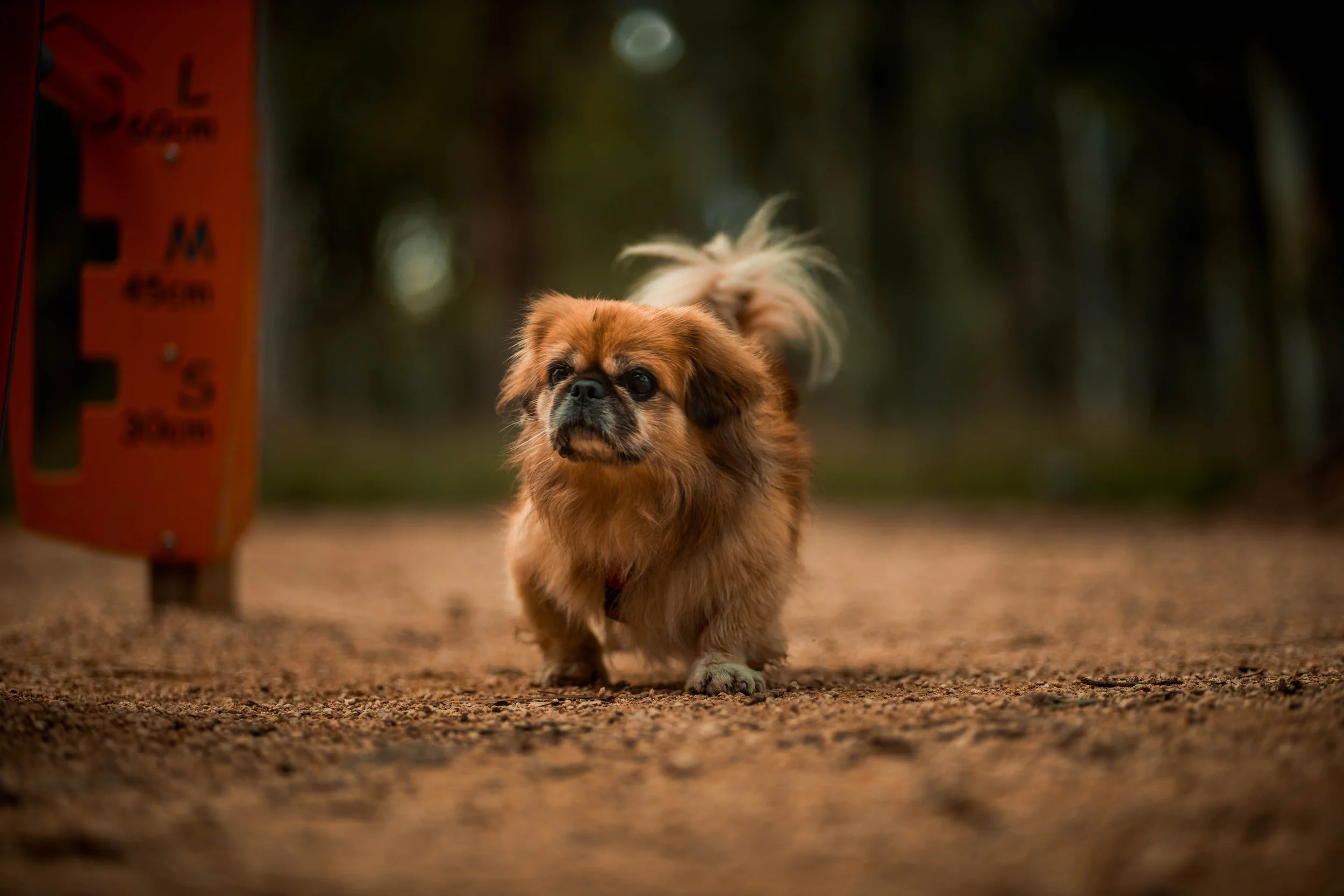 How to Choose the Right Dog