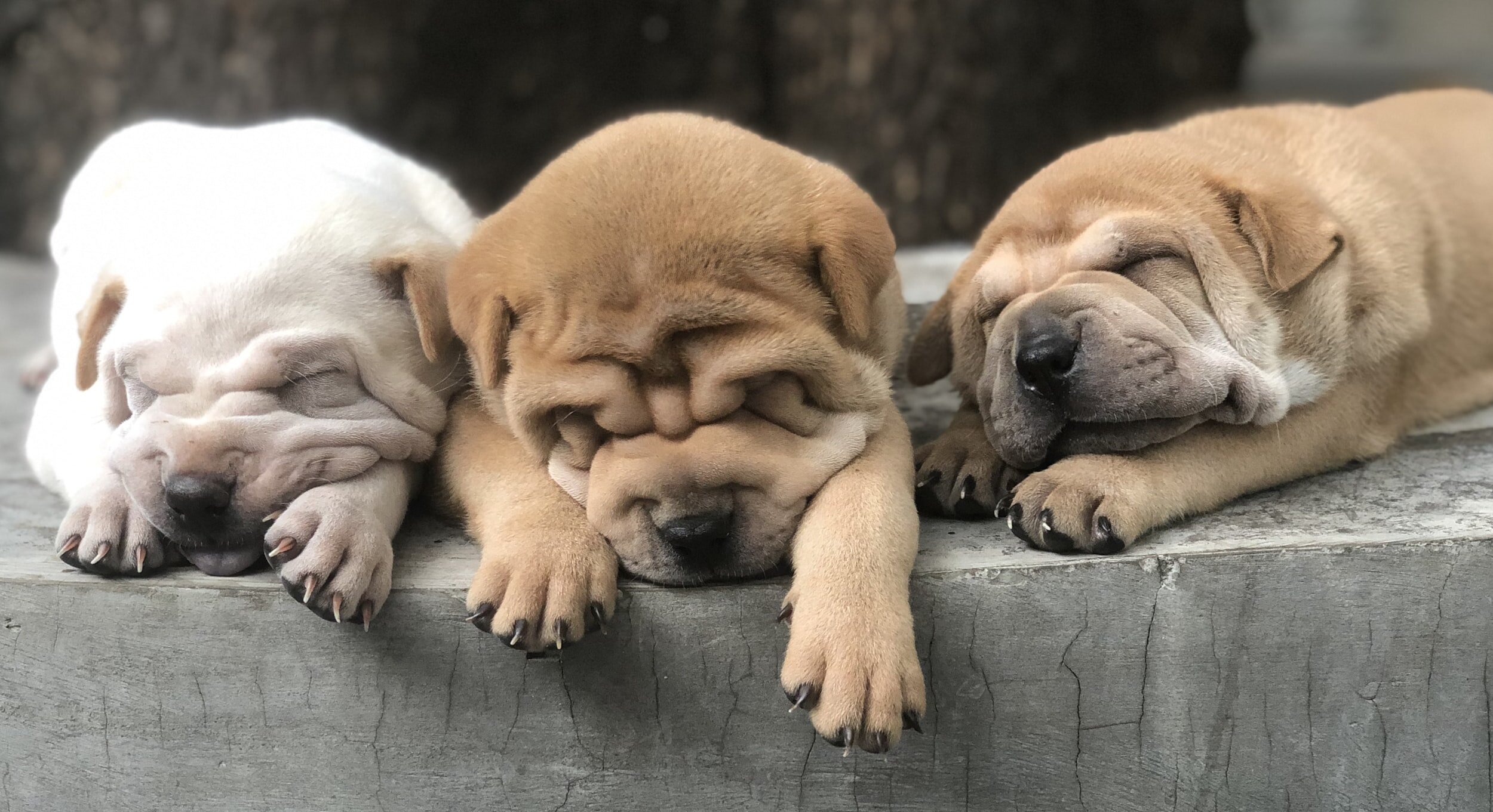 Puppy Love