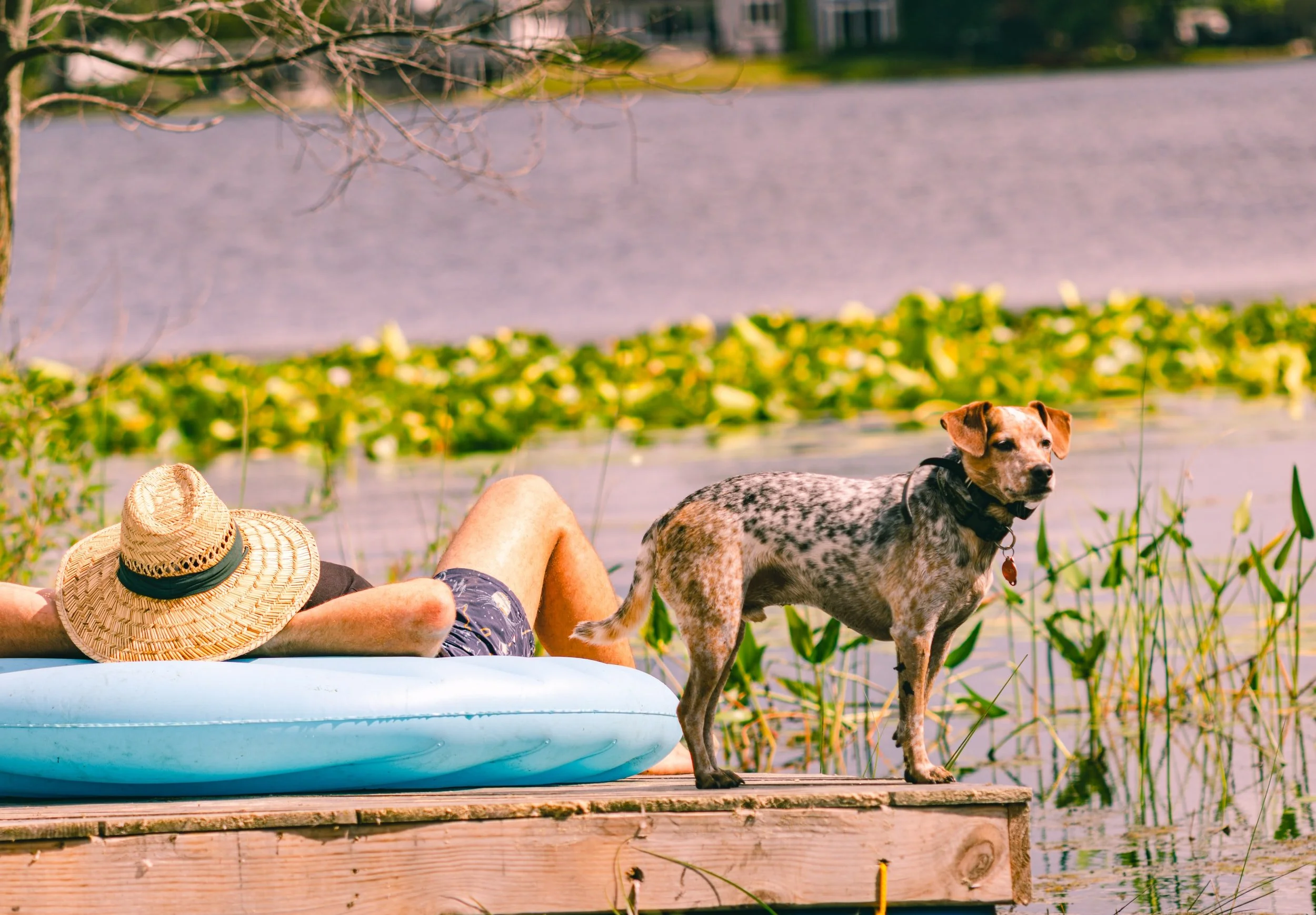 Dog Training Tips: Cottage Edition Part 1