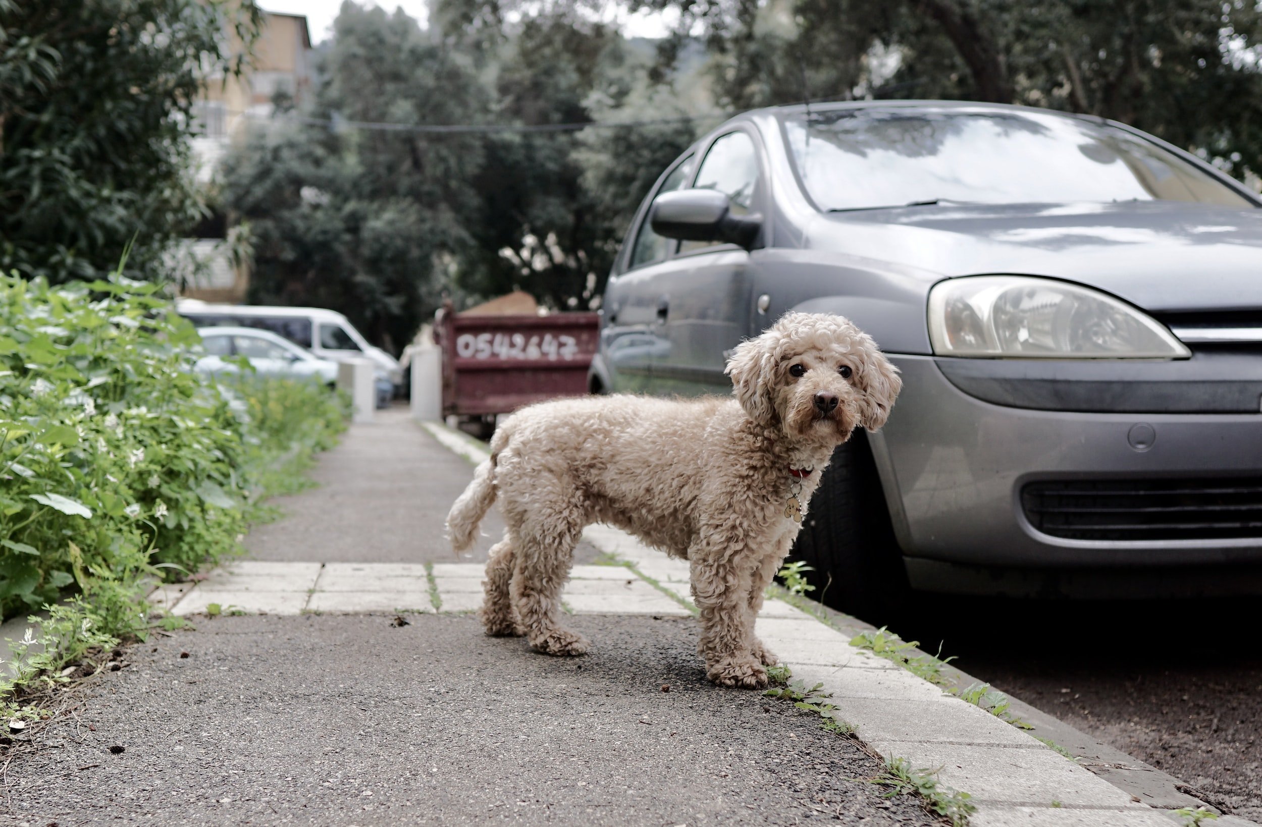 Help! My Dog Won’t Get in my Car