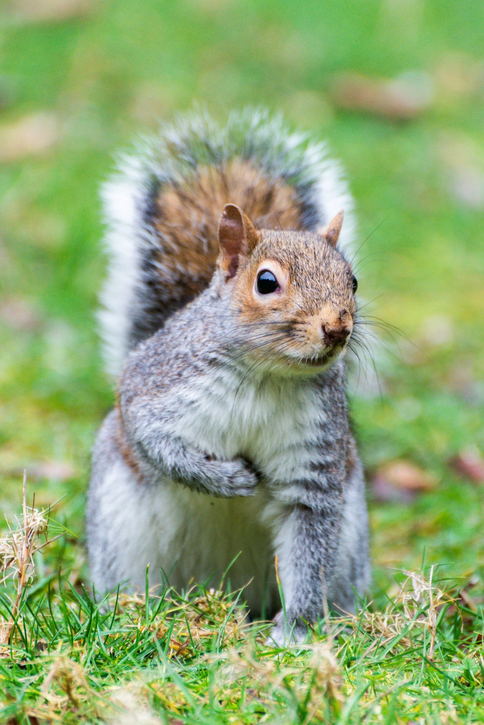 Is Your Dog Obsessed with Squirrels? 