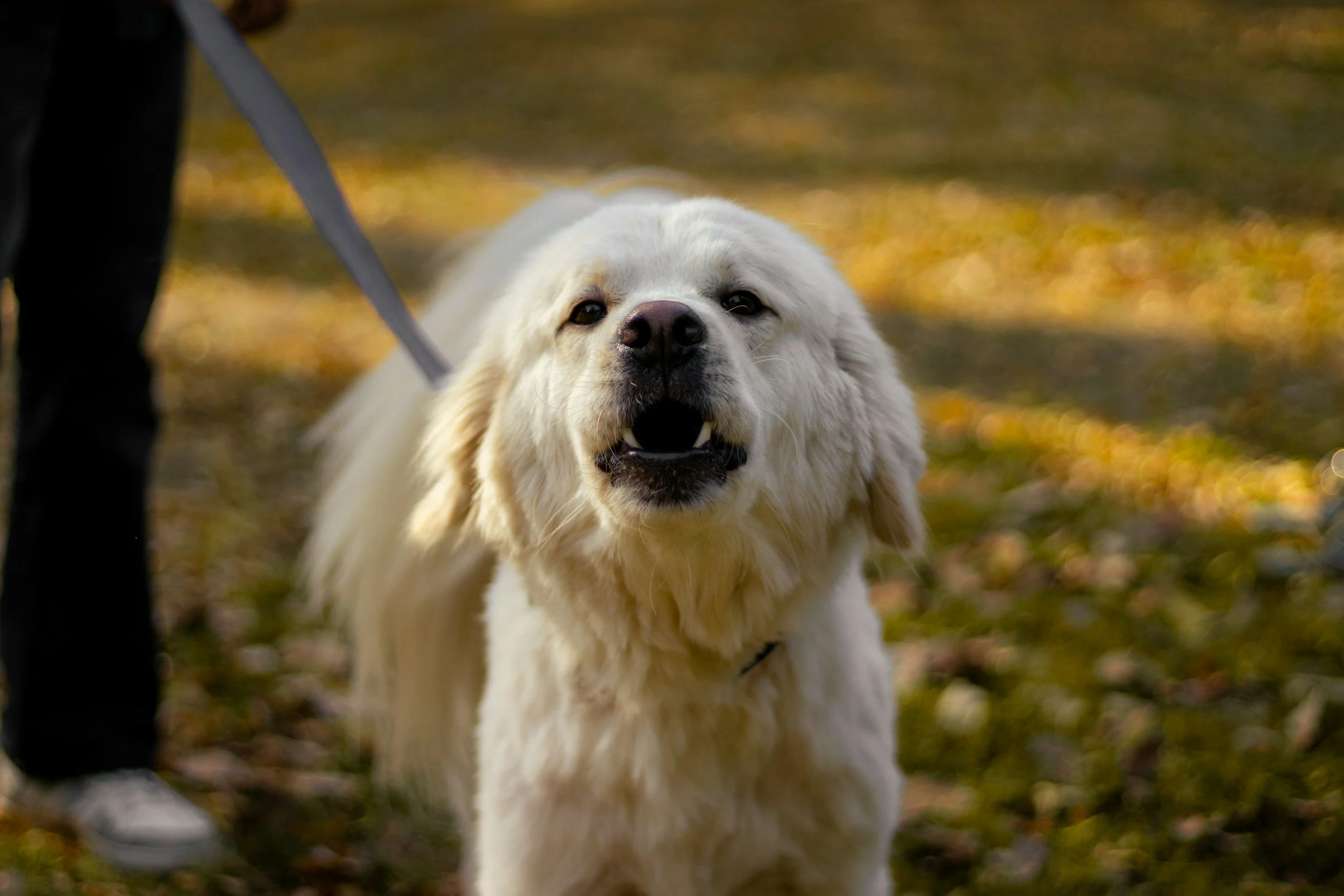 What Behaviour Problems Can In-Home Dog Training Help With?