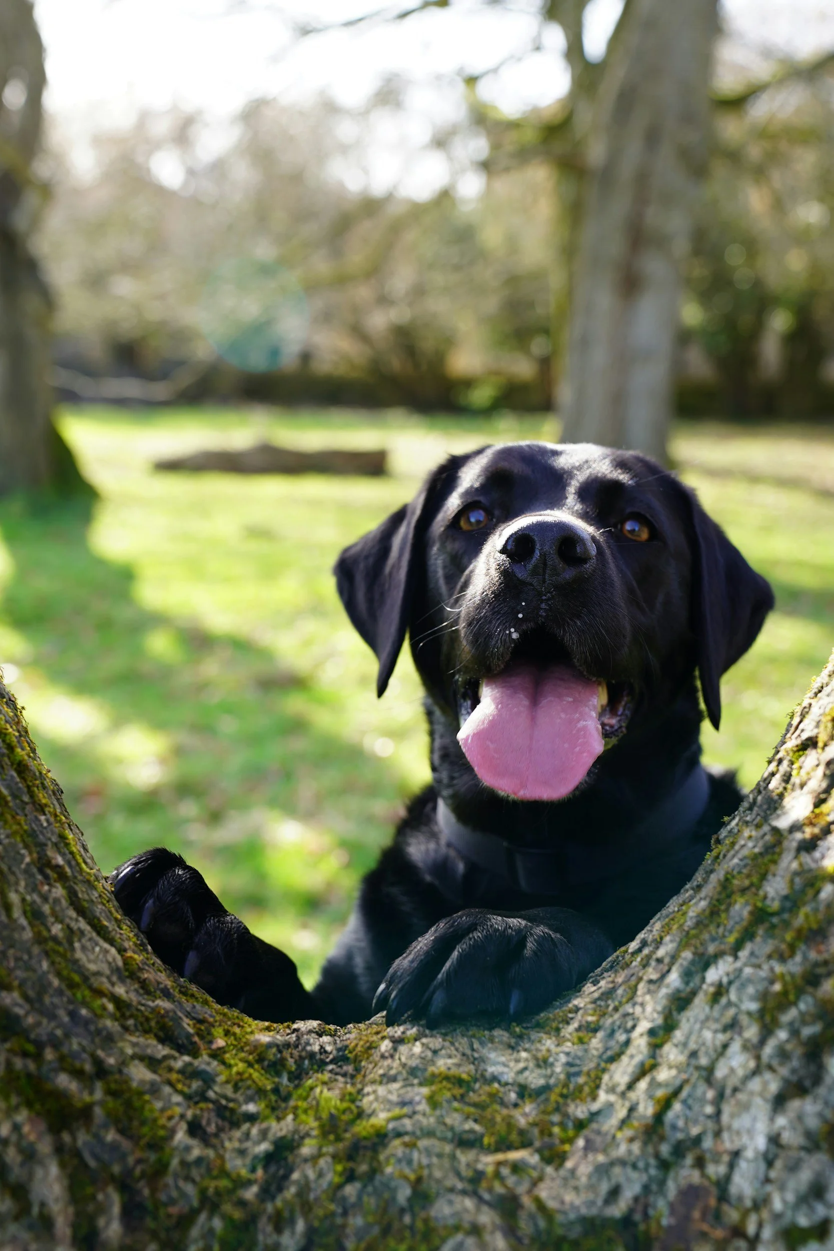 Dog-Friendly Trails in Guelph for Training Practice