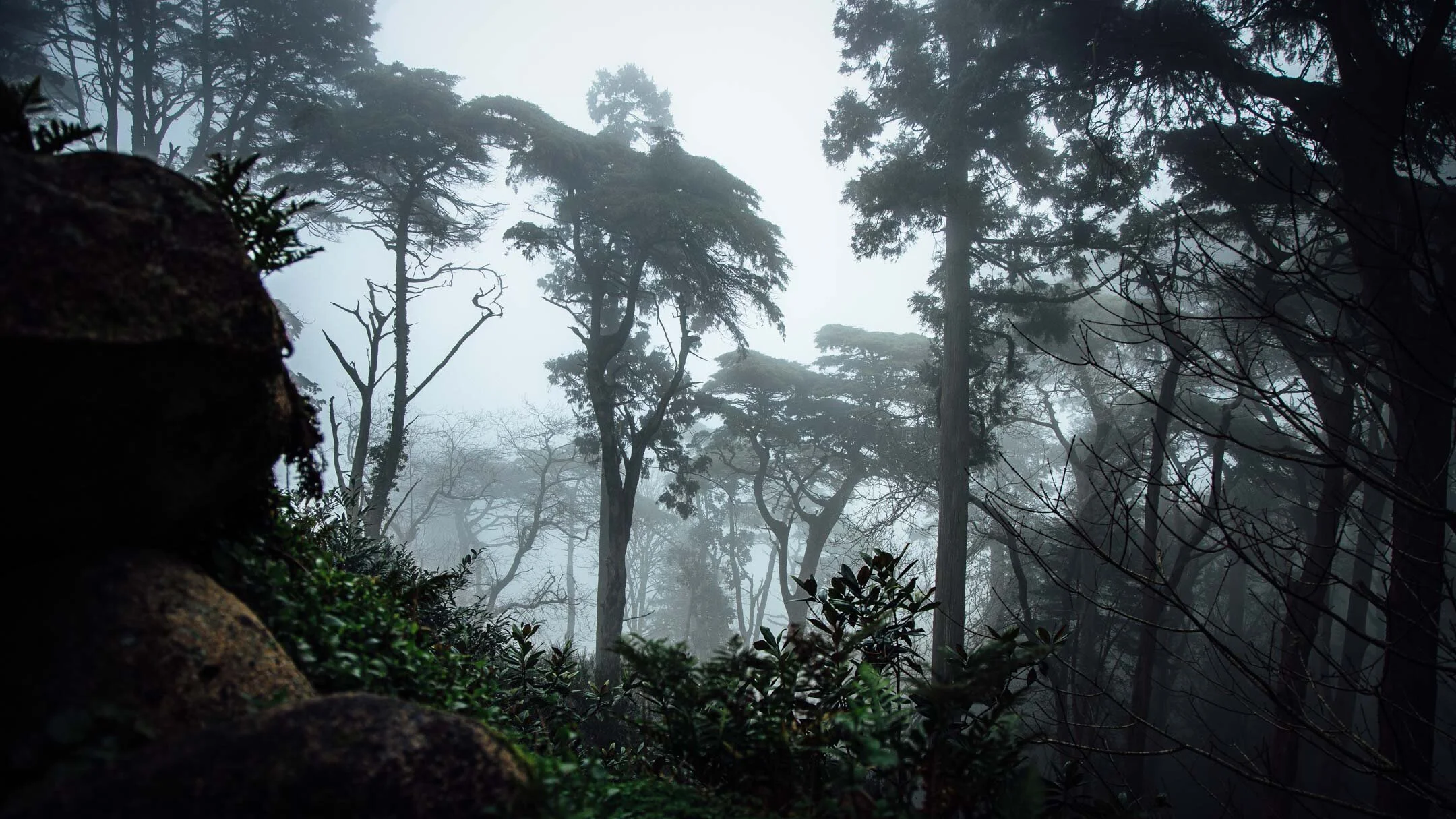 Pena National Palace Forest