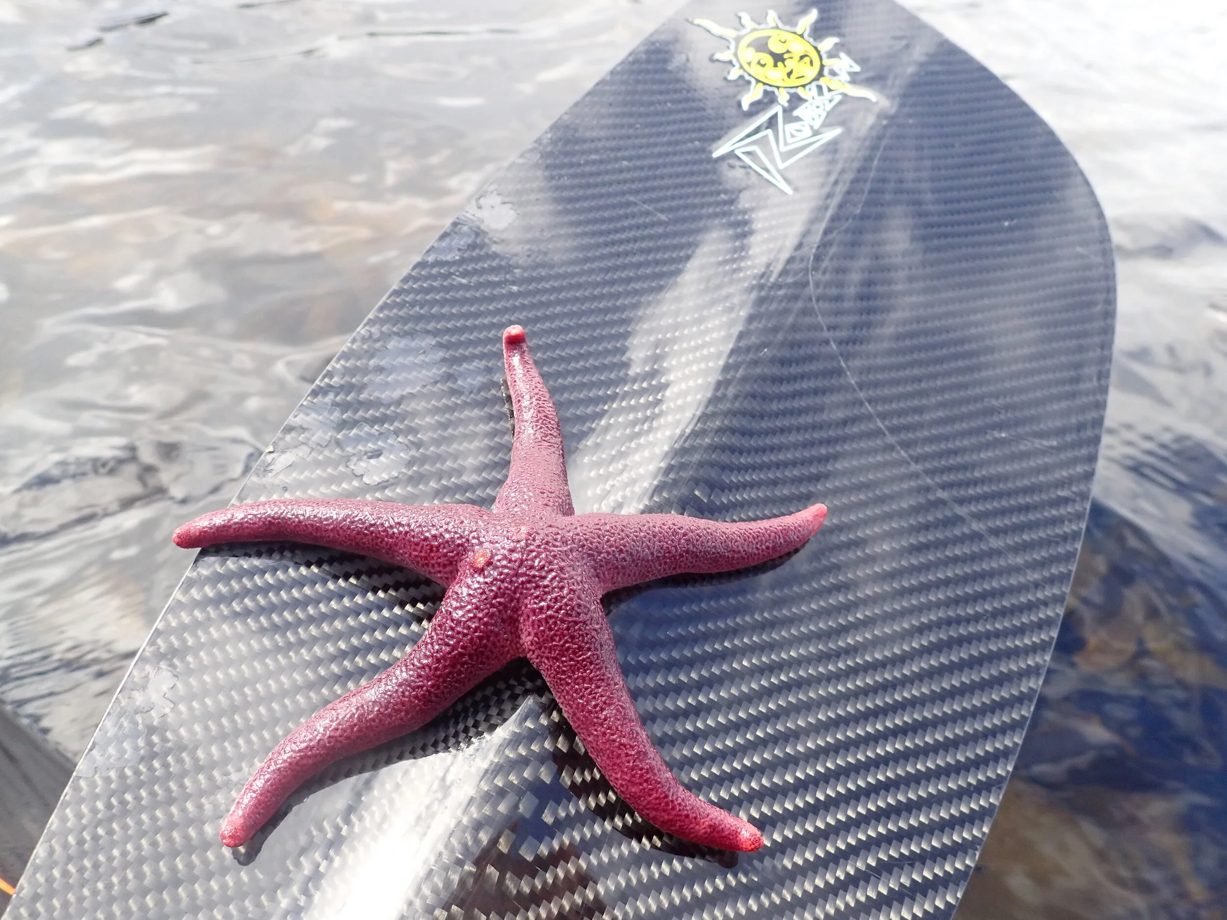 Pink Starfish on a black paddle on a sea kayaking wales trip off Anglesey