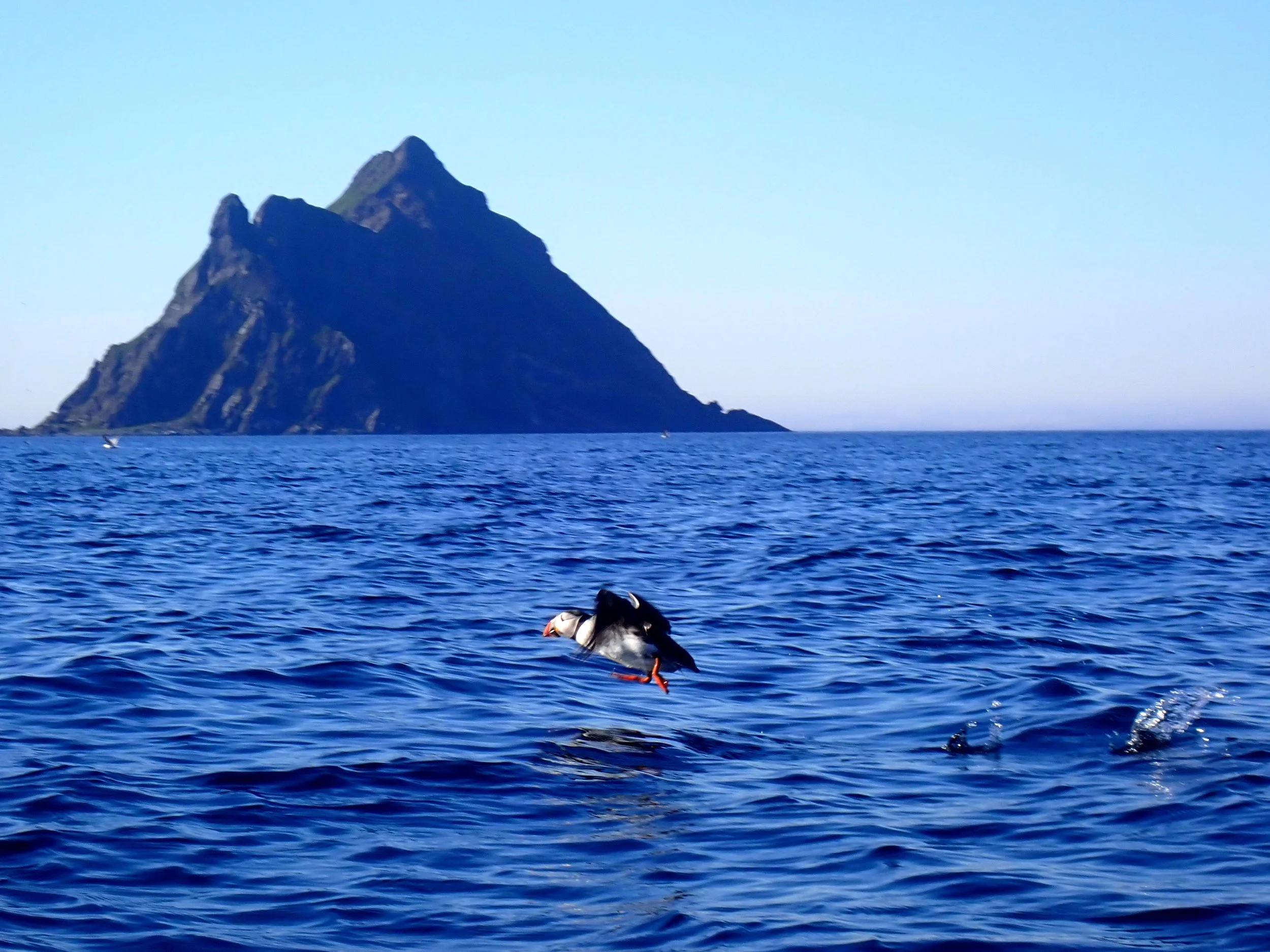 Puffin on the coastline of Sørøya, Arctic Norway, seen during a sea kayaking expedition