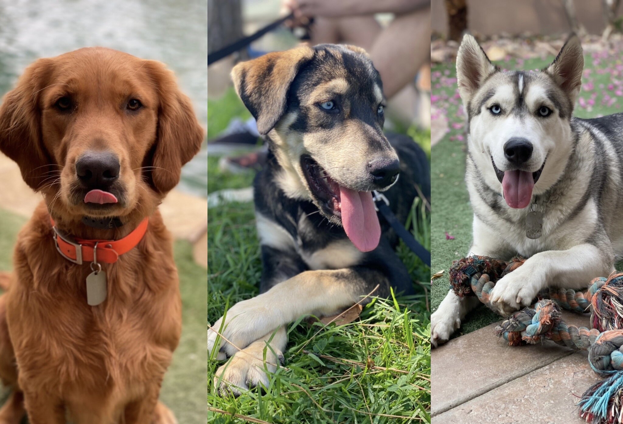 Dogs, Golden Retriever, Husky, Goberian