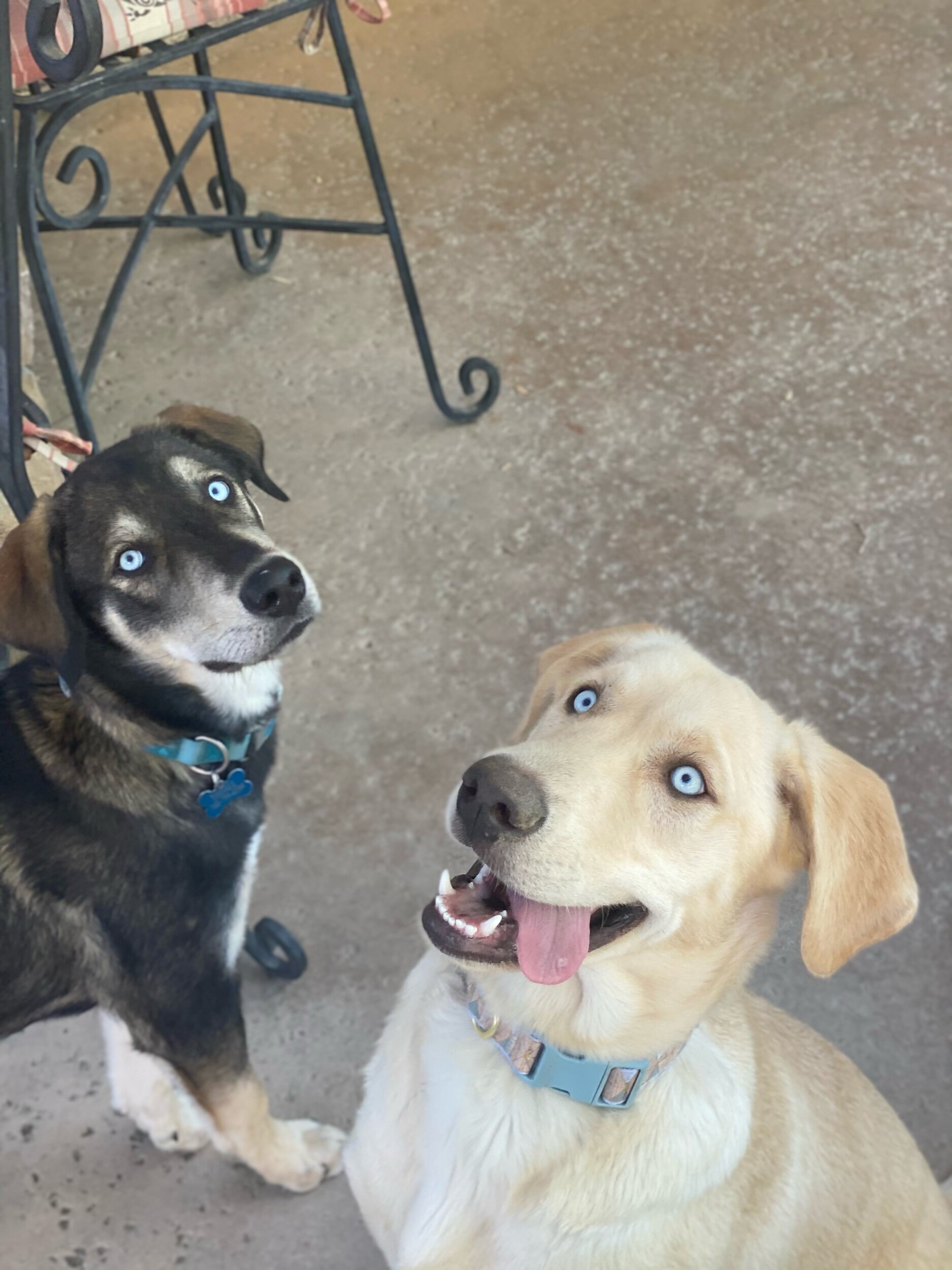 Pups
