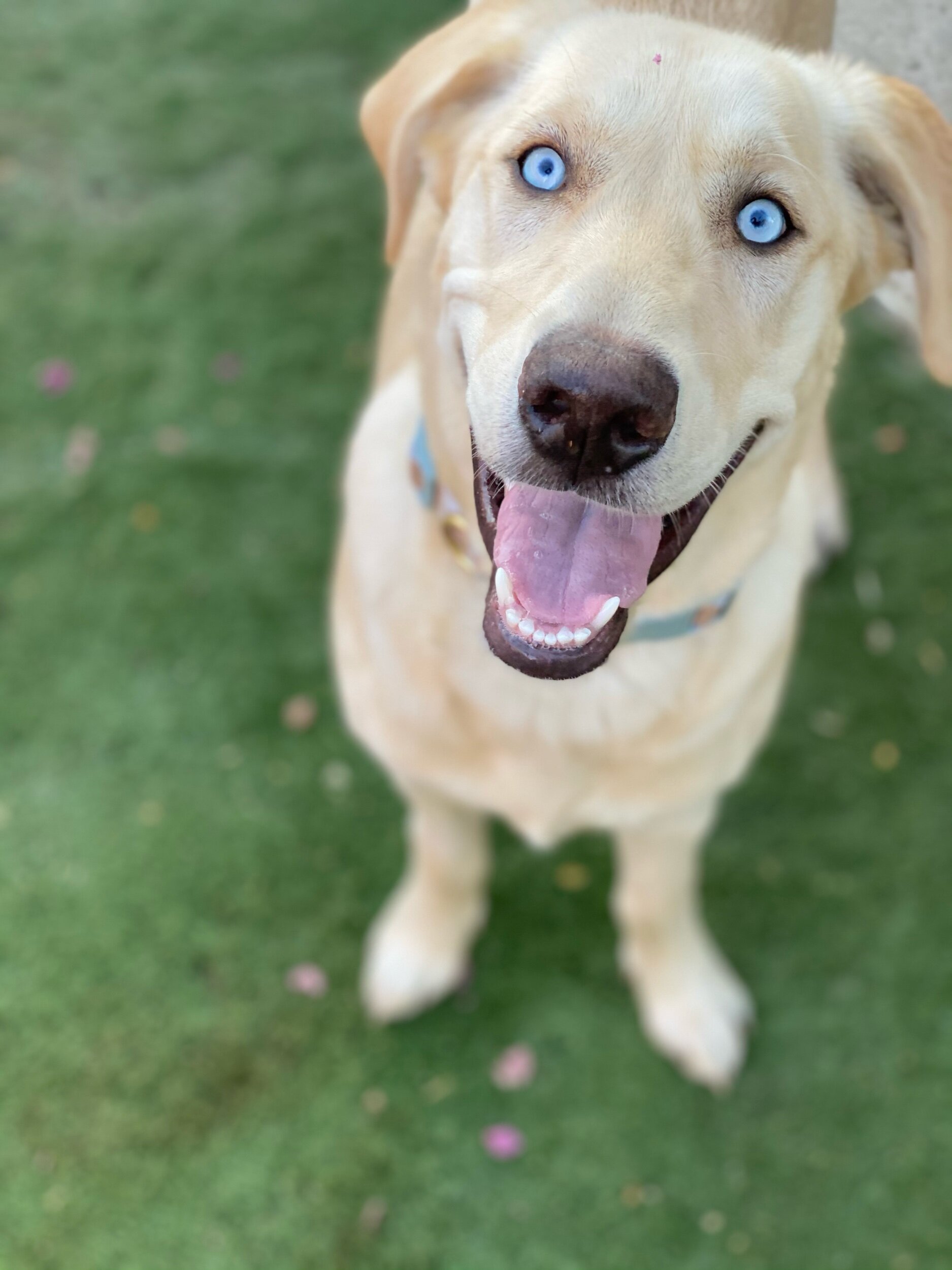 This is Skye