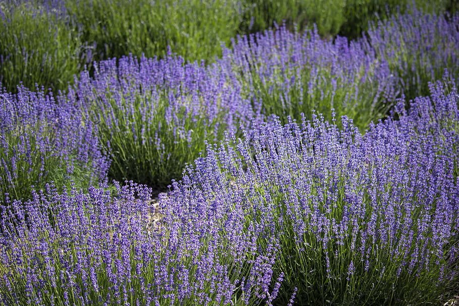 flower-field-lavender-nature-outdoors-herbal.jpg