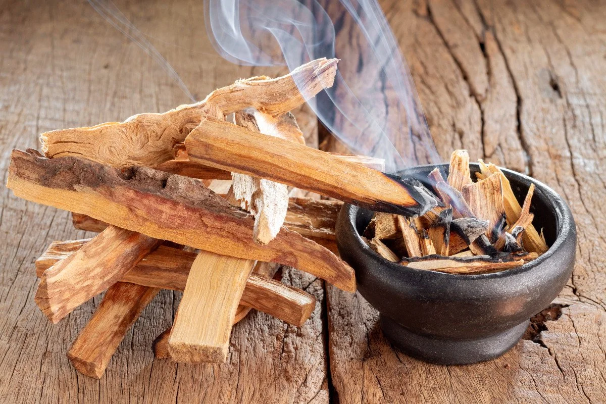 Sacred-wood-22palo-santo22-Bursera-graveolens.jpg