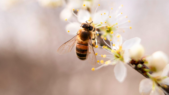 Why Honey is the Bees' Knees