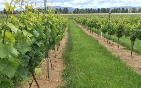 herbicide under vines.jpg