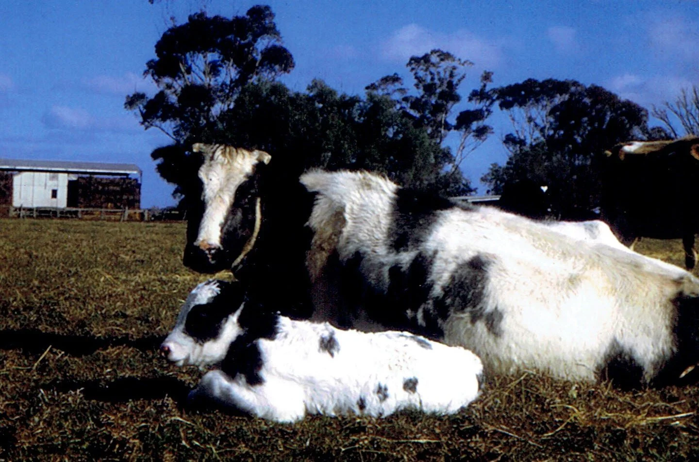 cow and calf.jpg
