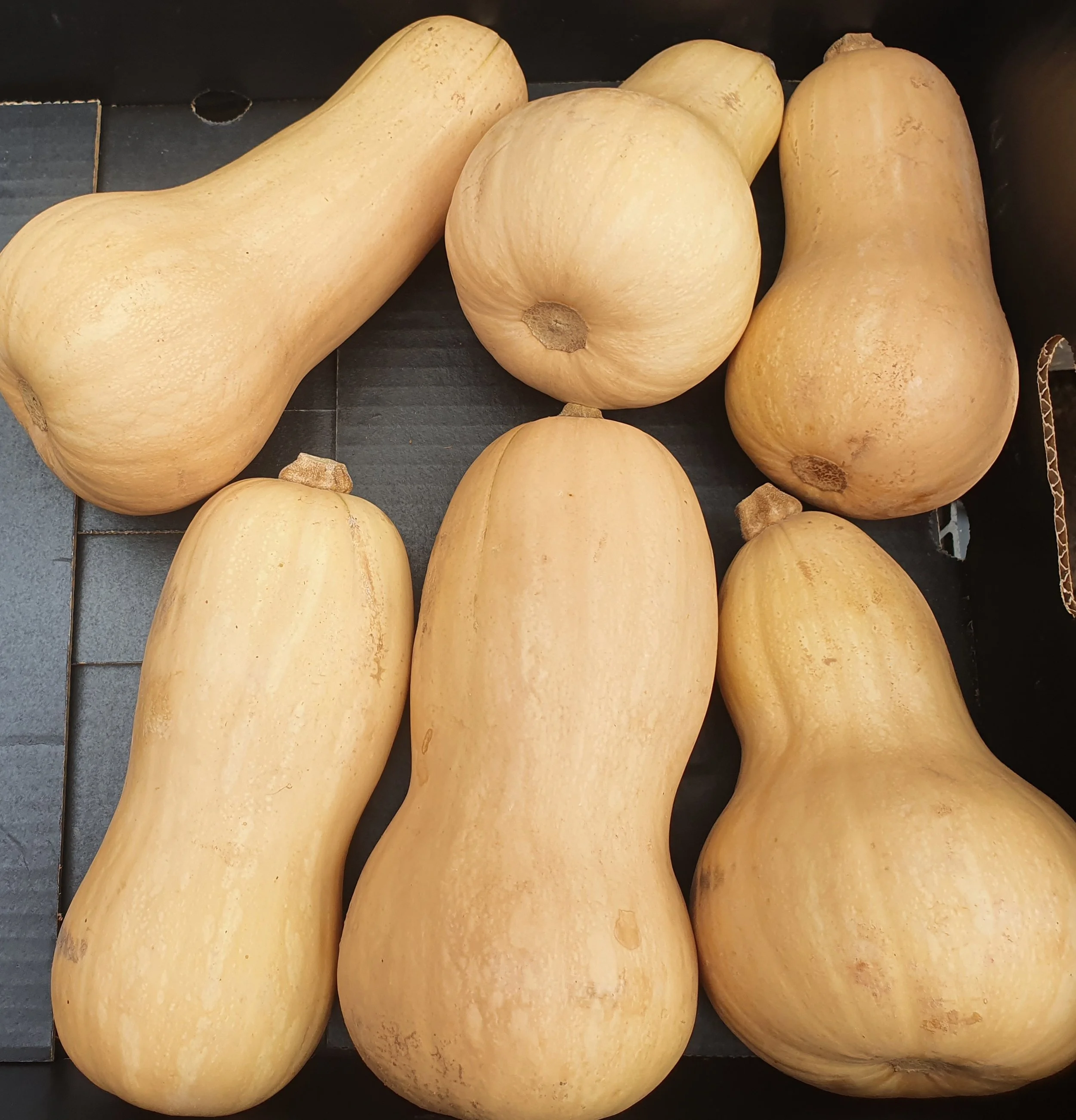 5kg pumpkin.jpg