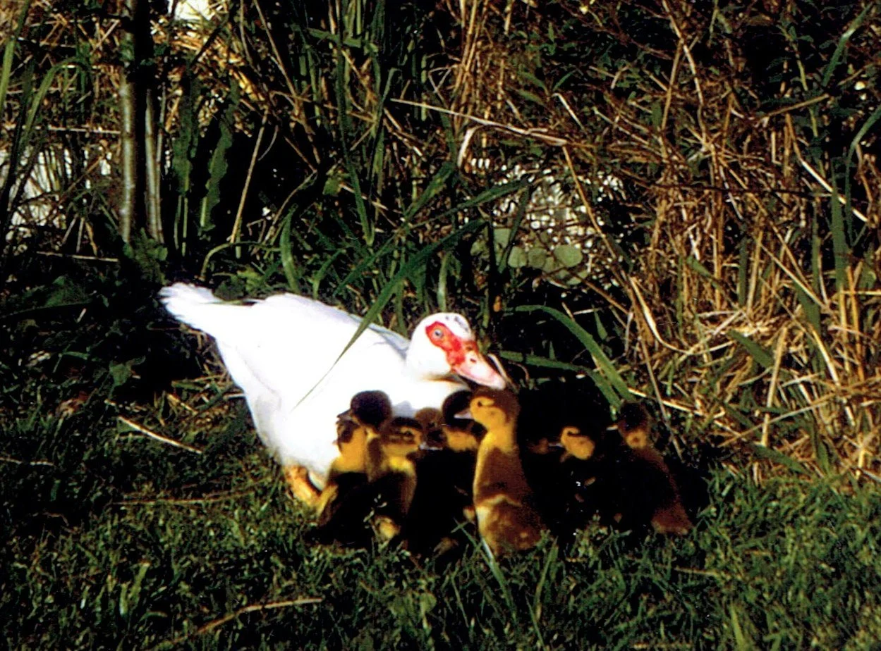 ducklings.jpg
