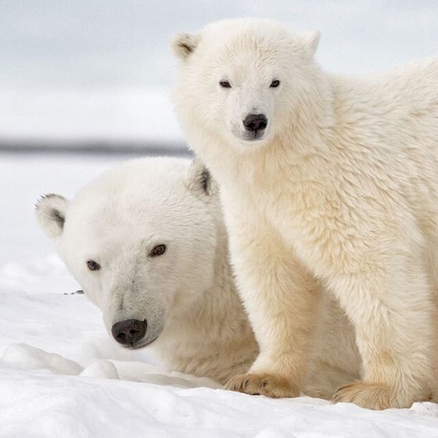 Quarantine cuteness.  The next couple days will be for bear cubs to brighten your days.  #polarbear #alaska #alaskaphotography #north #arctic #wildlife #earthcapture #wilderness #cutebaby #cutebabyanimals #wild #thinkaboutbears #babyanimals #momlife
