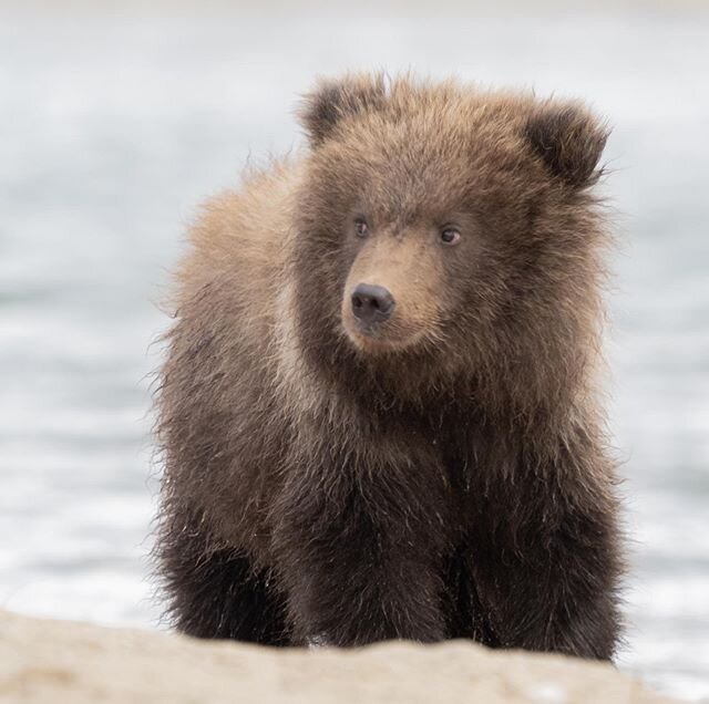 Swagger.  Small in size.  Big on attitude.  #cutebabyanimals #wildlife #cutewildlife #babyanimals #bearcub #brownbear #grizzlybear #naturephotography #naturelovers #nopebblemine #getolympus #babypictures