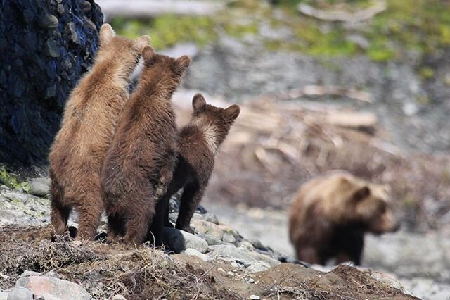 School is in session.  Three cubs of the year take notes as momma bear brings in the salmon.  #momlife #mommabear #butanactualbear #grizzlybear #brownbear #nopebblemine #mcneilriver #alaska #alaskadaily #homeschool #mom #bearviewing #thinkaboutbears 