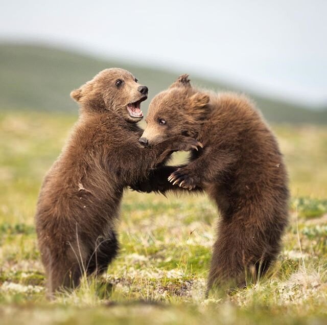 Well...that escalated quickly.  It is all fun and games until someone gets bit.  #cutebabyanimals #babyanimals #alaska #wildlife #nature #publiclands #naturalorder #siblings #goseebears #nopebblemine #getolympus #thinkaboutbears #alaskadaily #thealas