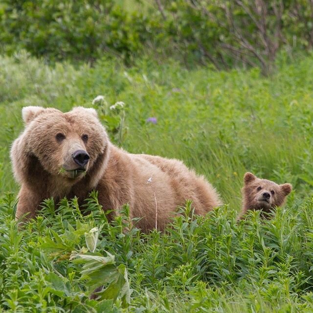 #quarentinecuteness for the day.  #nopebblemine #alaska #dailyalaska #wildlife #cutebabyanimals #babyanimals #wildlife_perfection #wildlifeaddicts #goseebears #thinkaboutbears #publiclands #ourwild