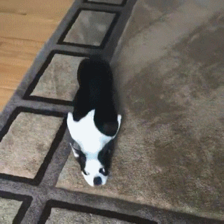 GIF of dog rubbing its body all over a rug. (credit: pinterest.cl)