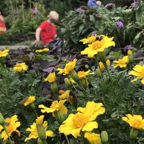 Picture of purple and yellow fragrant flowers.