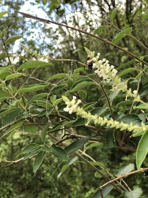 Picture of white fragrant flowers.