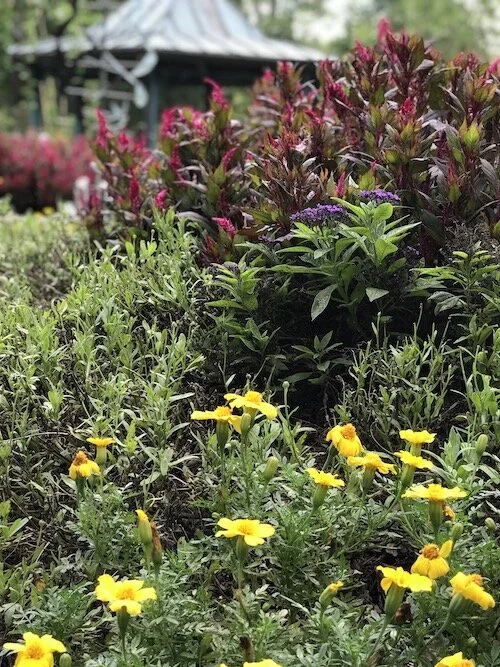 Picture of red and yellow fragrant flowers.