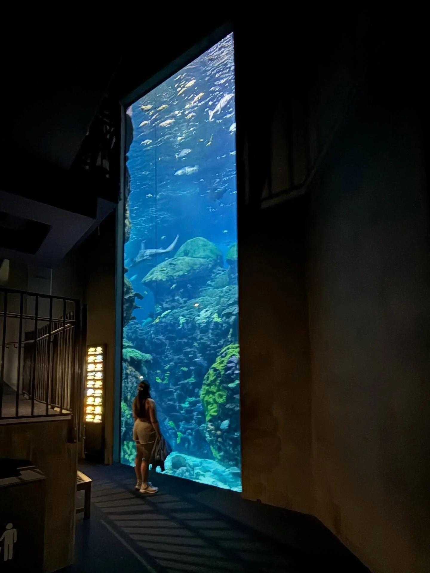 For my birthday this year, Dakota took me to the Chattanooga Aquarium. Aquariums have always been a place of grounding, creativity, and idea generation for me. 🌊🪼

And in the last few weeks the trip got me thinking about how much water, and aquariu