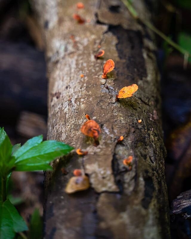 Don't stop to smell mushrooms; but, take some time to appreciate nature. Enjoy.
.
.
.
.
.
.
#macrophotography #moodygrams #adventureawaits #adventureisoutthere #createexplore #createyourownadventure #create #earth_pix #natgeoyourshot #earthtones #lig