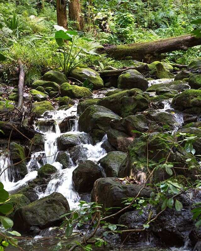 Lots of Kauai this week folks. Enjoy.
.
.
.
.
#kauaihawaii #kauai #hawaii #paradise  #moodygrams #landscapelover #photooftheday #keepnaturewild  #thevisualcollective #createexplore #water #naturelover💚 #create  #fromwhereistand #earthpix #createyour