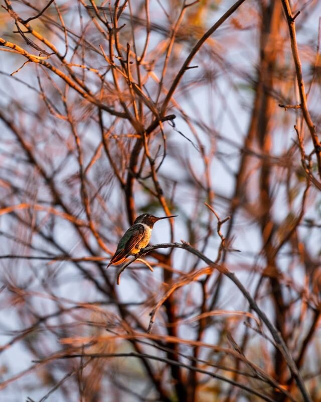 Found another type of hummingbird in my neighborhood. Enjoy.
.
.
.
.
. .
.
.
#naturephotography #naturephotographer #wildlifephotographer #wildlifephotography #birdphotography #birdphotographer
#moodygrams #sunday #hummingbird #bestofthegrandcanyonst