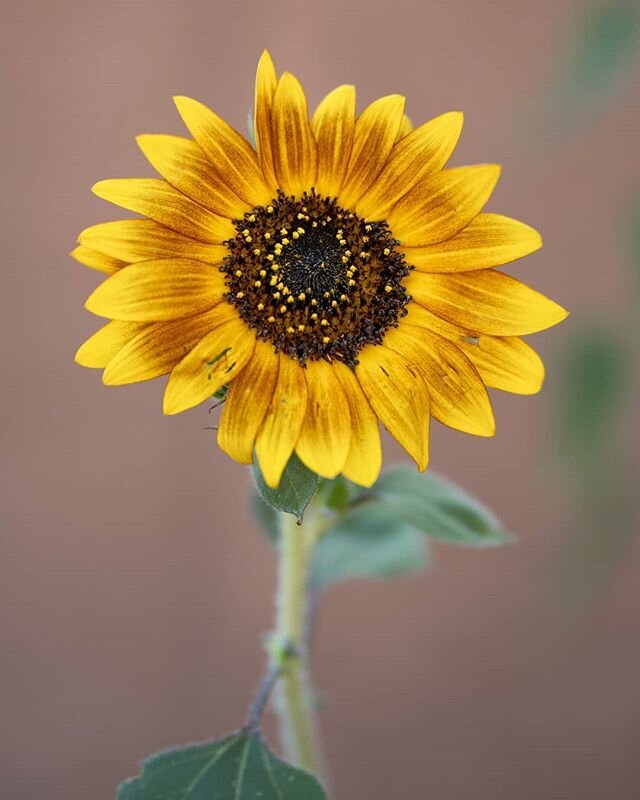 This sunflower got a tan. Enjoy. .
.
.
.
.
.
#yellowflowers #ig_color #moodygrams #create #creative #createscenery #createyourownadventure #ig_arizona #naturelover💚 #flowerphotography #flowersofinstagram #photooftheday #floweroftheday  #thevisualcol