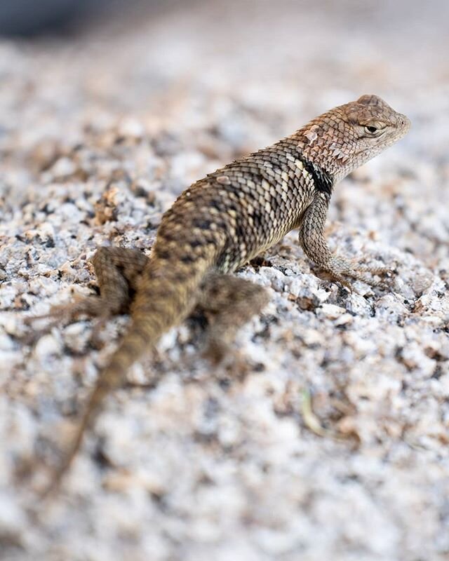 Hail the lizard overlords.
.
.
.
.
.
.
.
#moodygrams #postmoreportraits #photooftheday #sonya7iii #lizard #createexplore #creative #createyourownadventure #createscenery #earth_pix #thegreatoutdoors #thevisualcollective #macro #macrophotography #rept