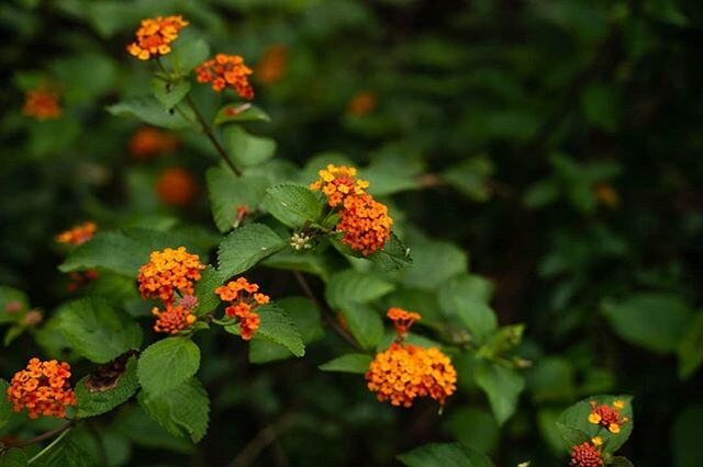 Enjoy. .
.
.
.
#flowerphotography #flowerportrait #flowers #flowerstagram #ig_color #ig_mood #hawaiiflowers #kauaihawaii #kauai #paradise #colors #yellowflowers #macrophotography #macro  #photography📷 #photooftheday  #ig_nature_naturally
#amazingpho