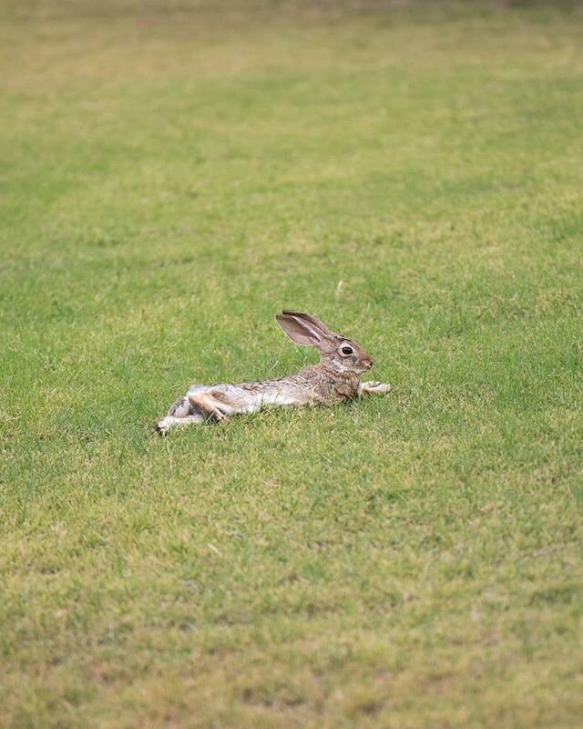 This desert hare is apparently not afraid of the neighborhood hawks and owls. Enjoy. .
.
.
.
. .
.
.
#naturephotography #naturephotographer #wildlifephotographer #wildlifephotography #birdphotography #birdphotographer
#moodygrams #sunday #rabbit #bes