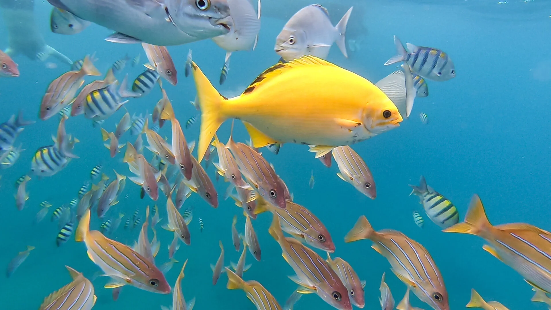 Yellow.Fish.Hawaii.1.JPG