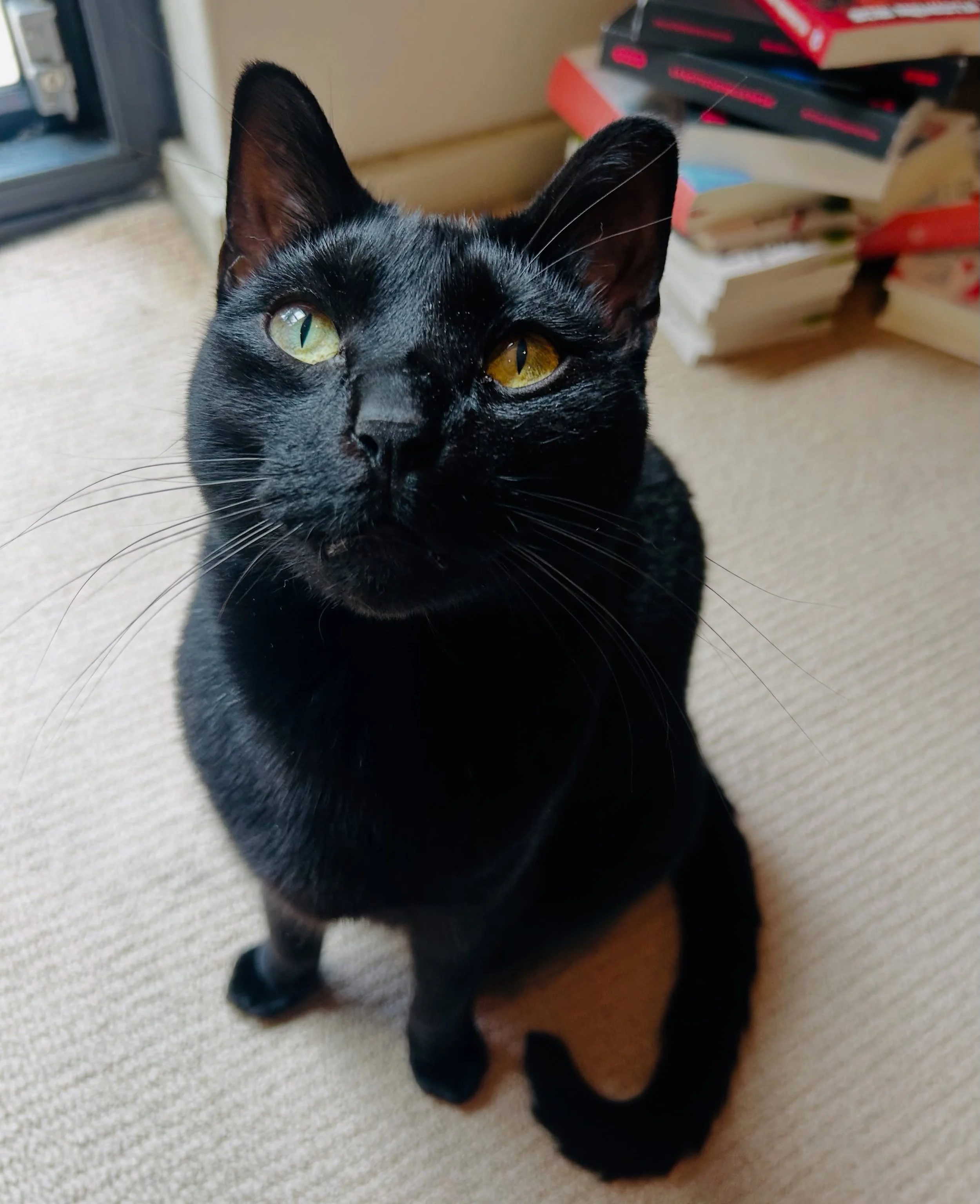 Happy National Black Cat Day from Mochi Shelley.