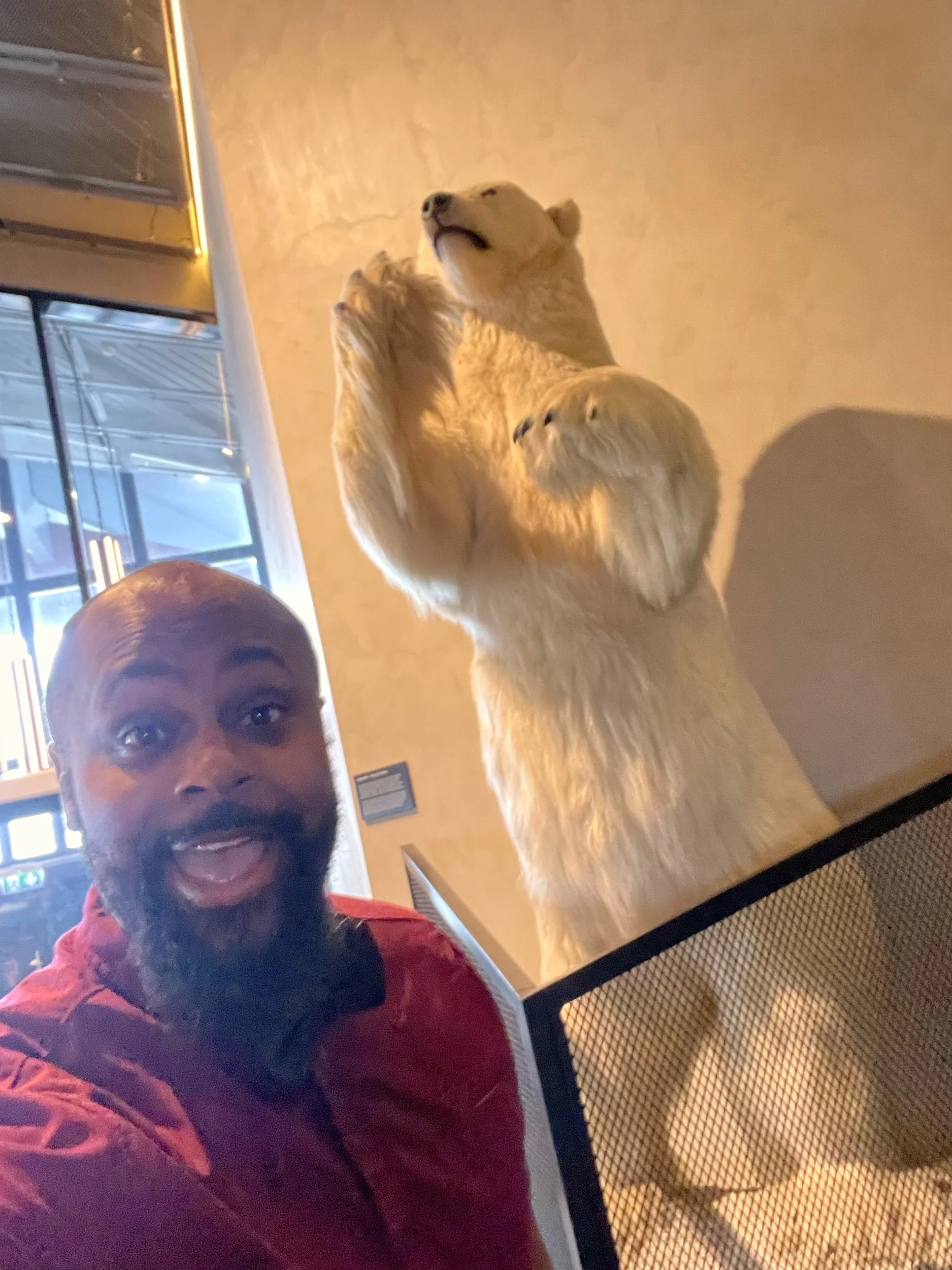 Svalbard Isbjørn (Polar Bears)