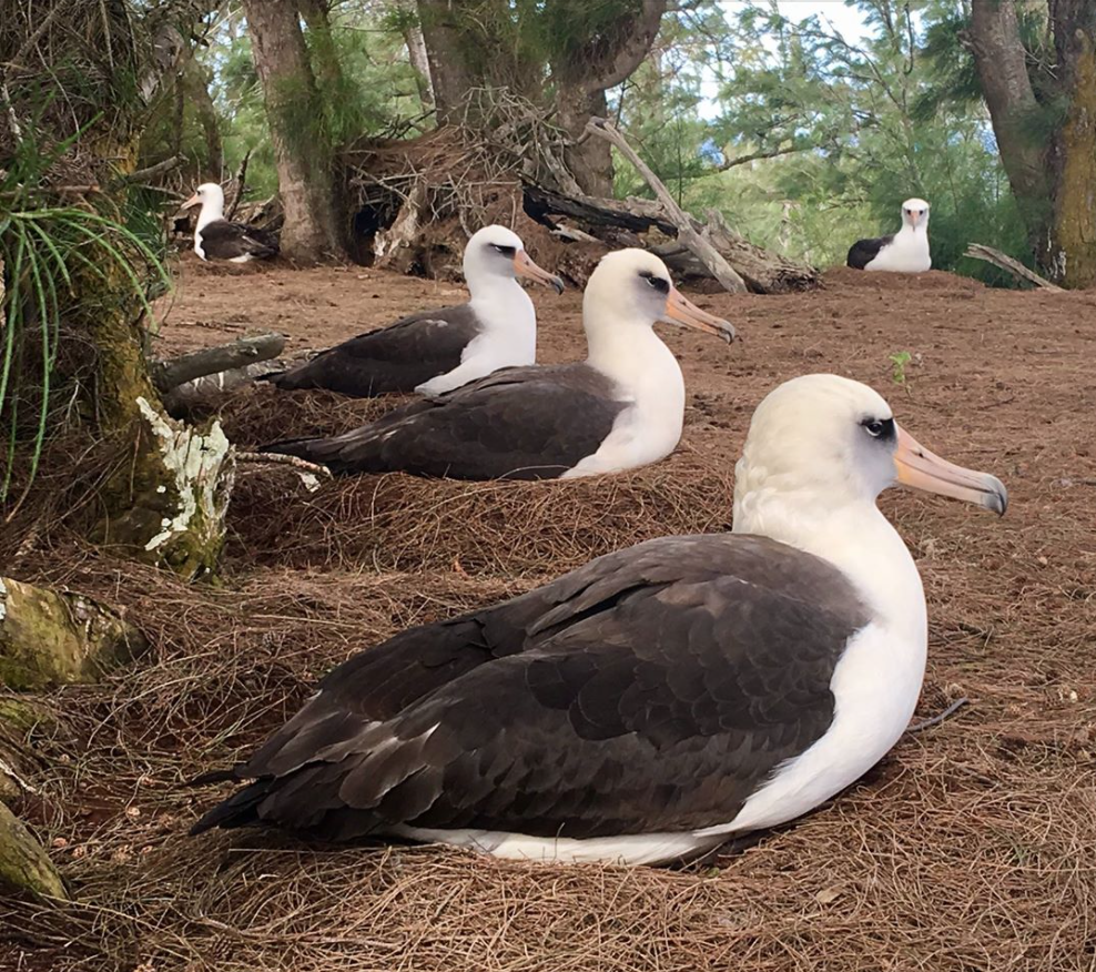 A Bumper Crop o’Tross