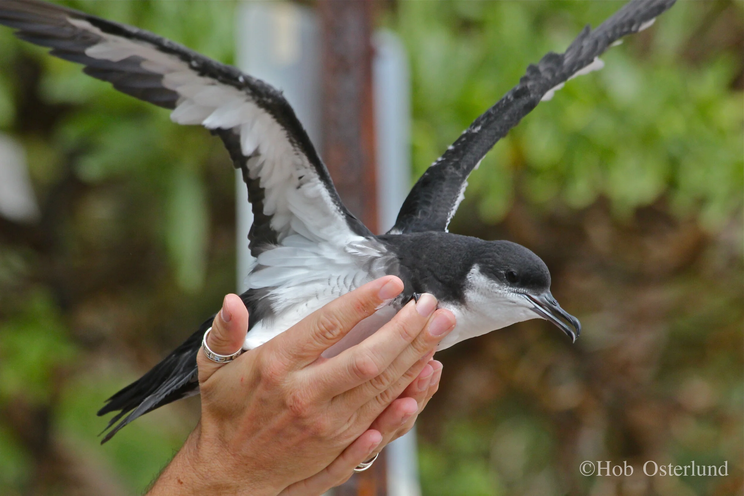 Rumors and Rage: When Good Conservation Sounds Bad 