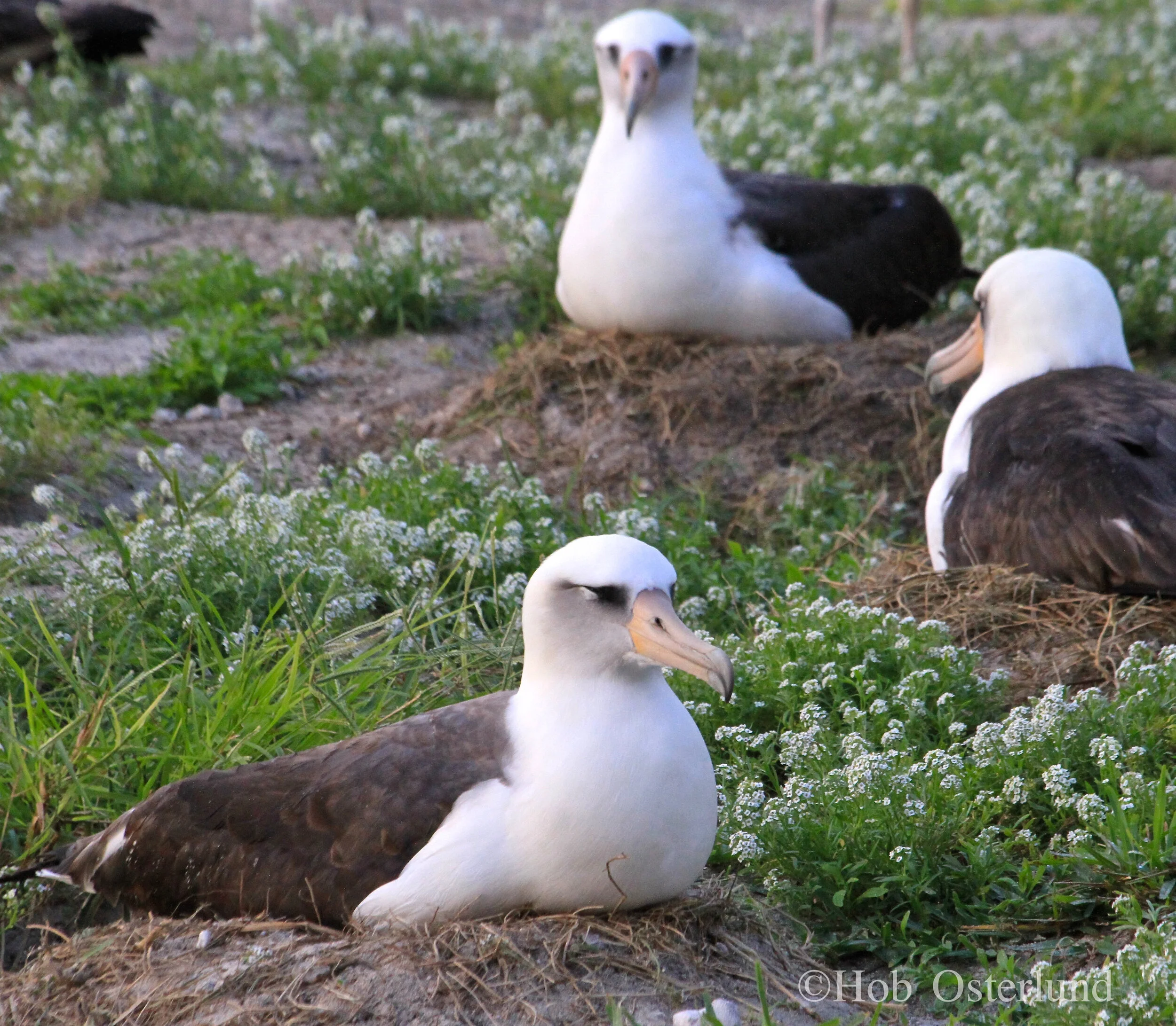 How Much is an Albatross Worth?